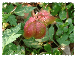 ˦aa