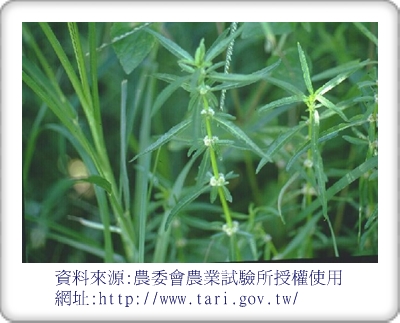plantsofsouth11.jpg