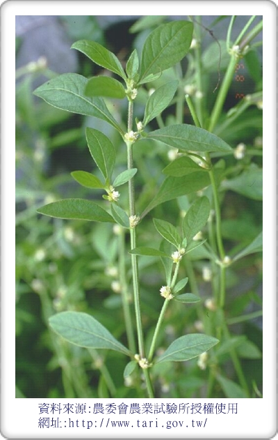 plantsofsouth13.jpg