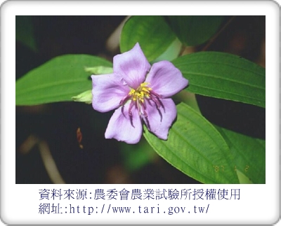 plantsofsouth16.jpg