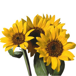 sunflower_02.jpg