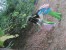 Thumbs/tn_IMG_0470.jpg