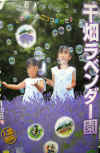 pic-japan-lavender-002.jpg (138875 Ӧ줸)