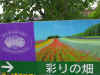 pic-japan-lavender-033.jpg (98368 Ӧ줸)