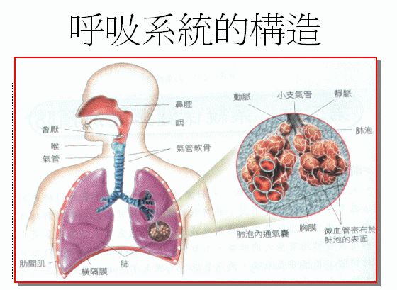 呼吸系統的圖片搜尋結果