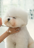 Pet Shop